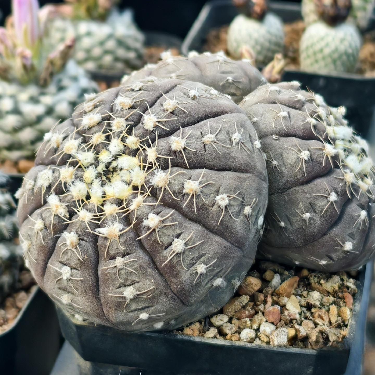 3-6cmGymnocalycium ragonesei 