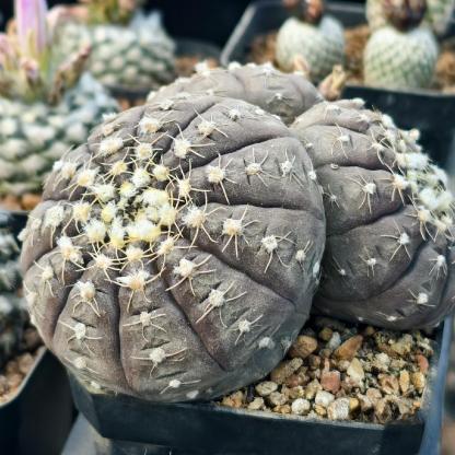 3-6cmGymnocalycium ragonesei 