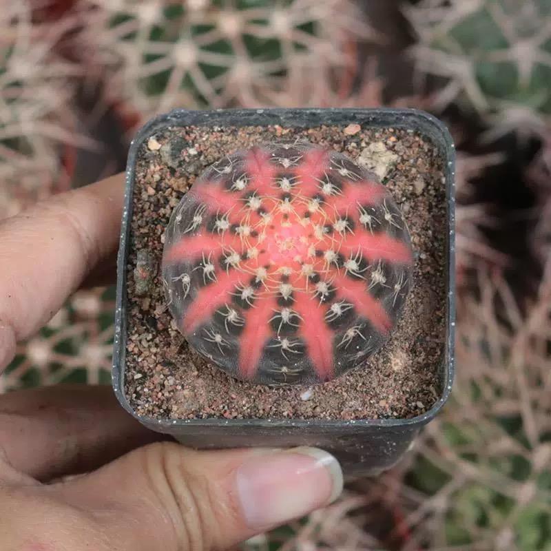 3-6cmGymnocalycium ragonesei 