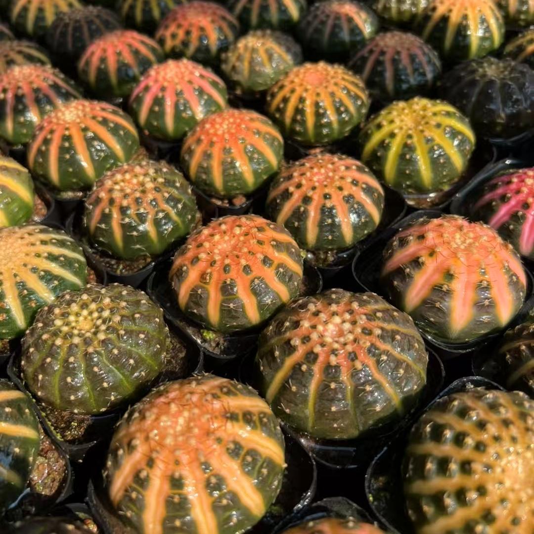3-6cmGymnocalycium ragonesei 