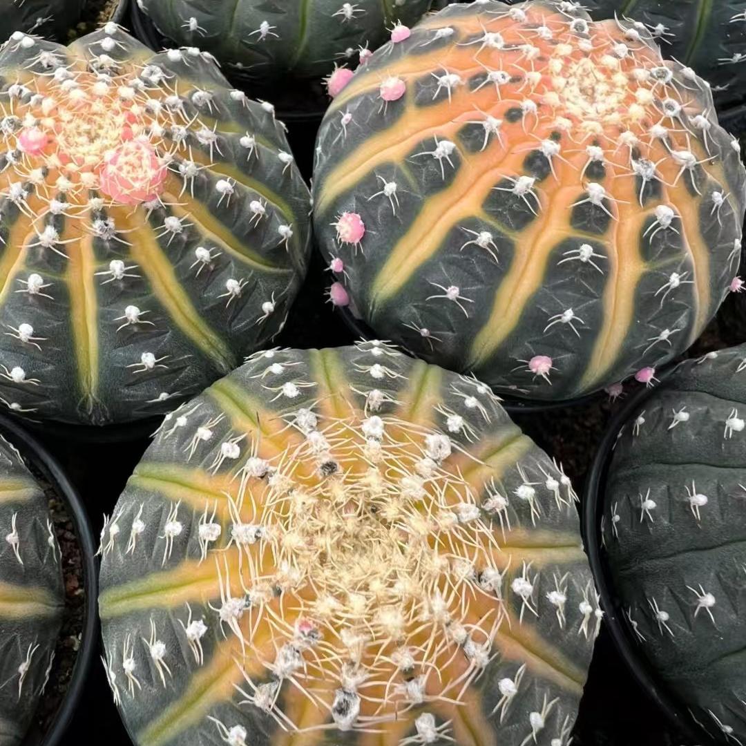 3-6cmGymnocalycium ragonesei 