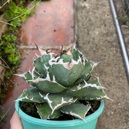 8-15cm Agave oteroi 'Solar Eclipse'