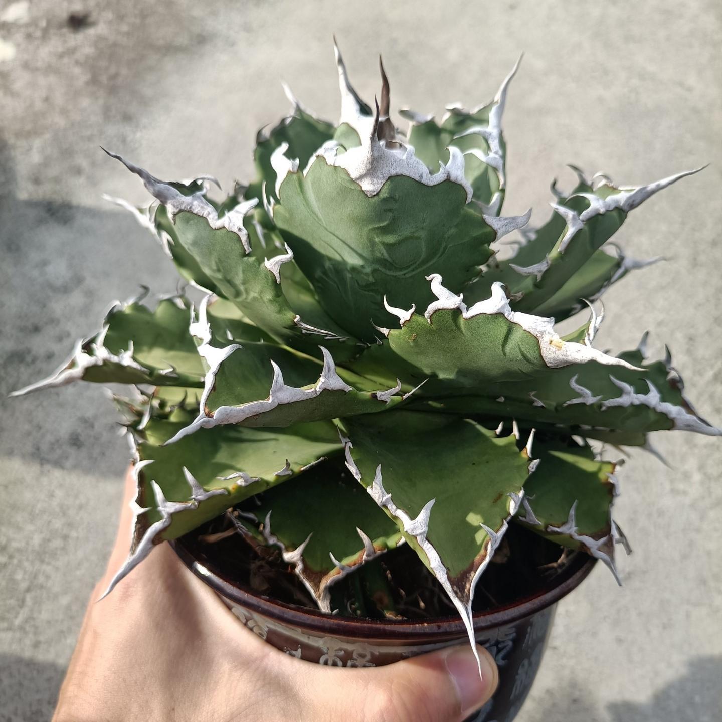 8-15cm Agave oteroi 'Solar Eclipse'