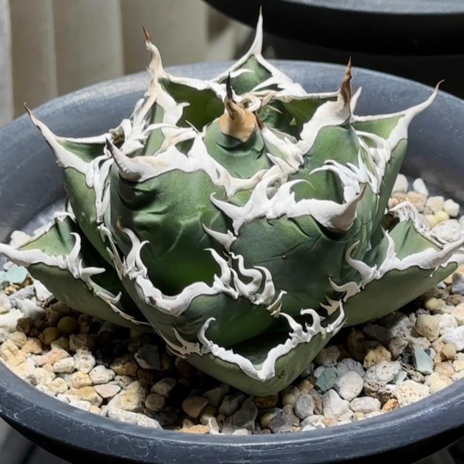 5-15cm Agave titanota “Aquaman”