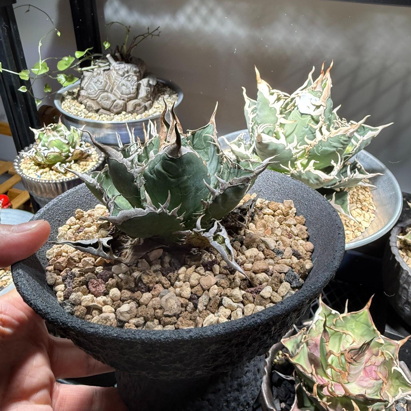 5-15cm Agave titanota “Aquaman”