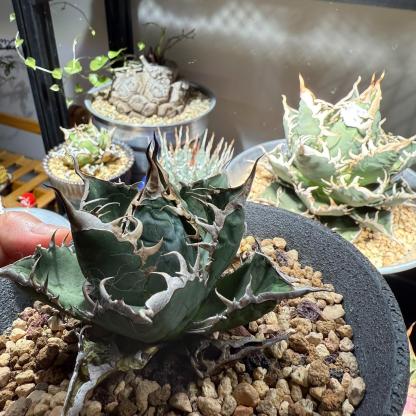 5-15cm Agave titanota “Aquaman”