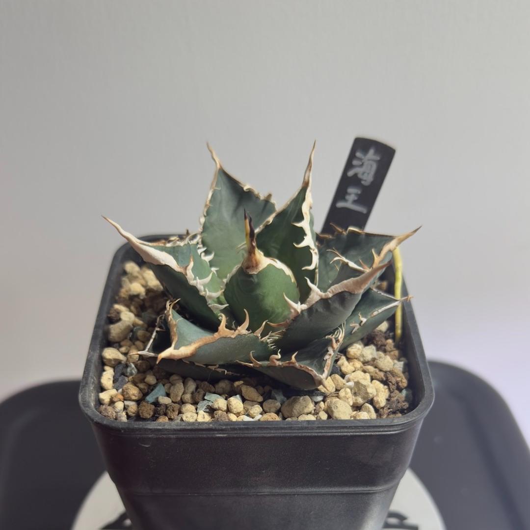 7-9cm Agave titanota “Aquaman”