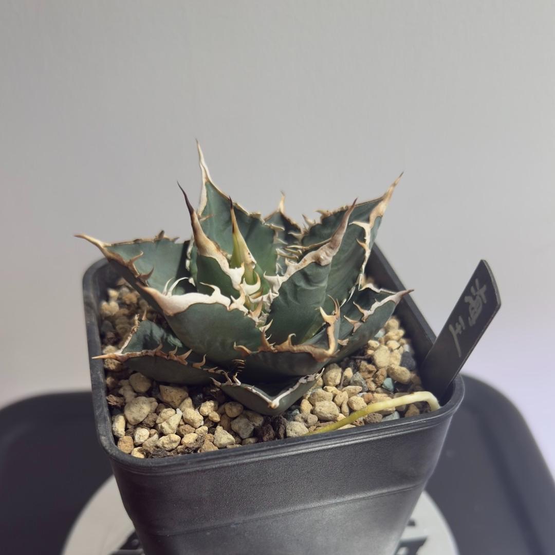 5-15cm Agave titanota “Aquaman”