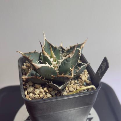 5-15cm Agave titanota “Aquaman”