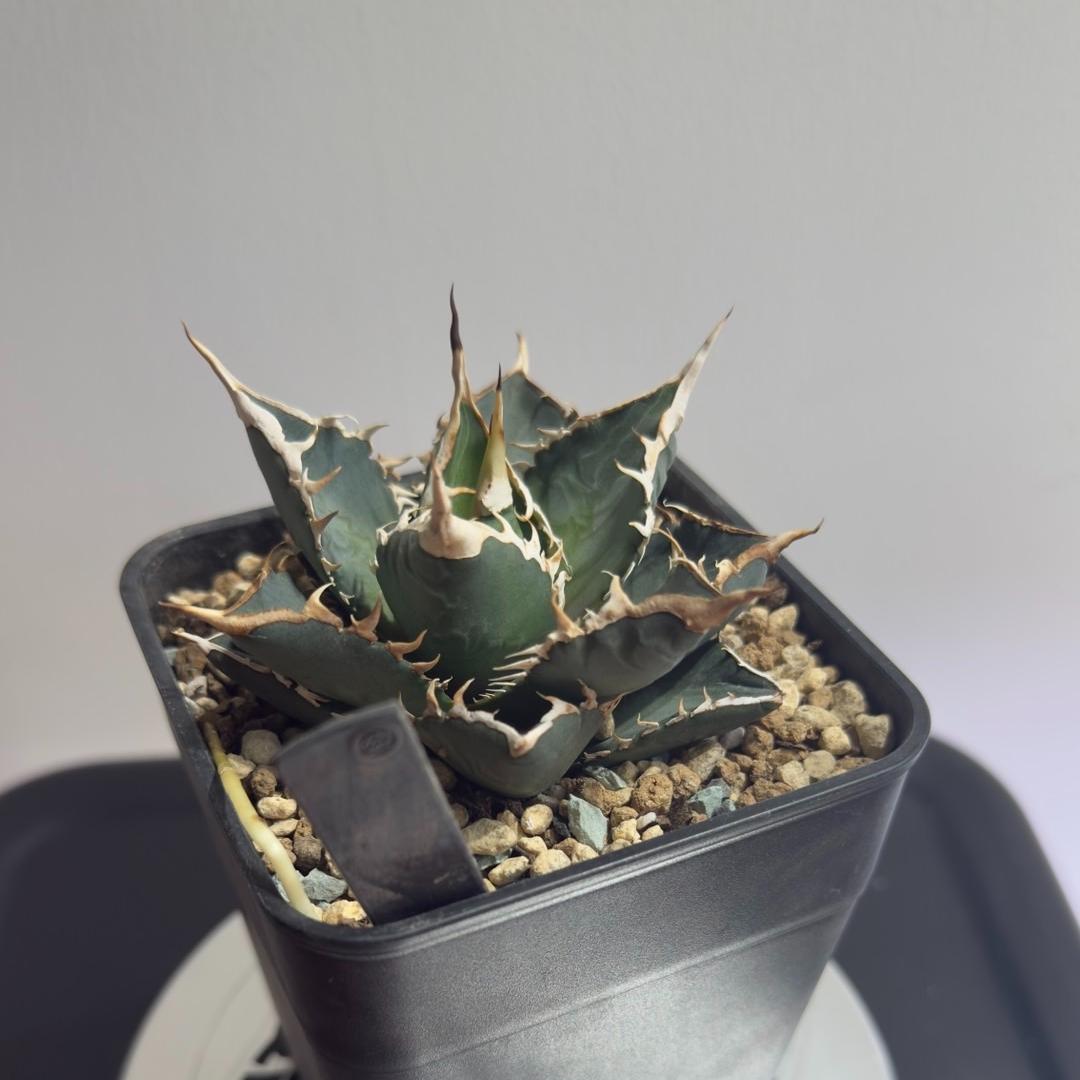 5-15cm Agave titanota “Aquaman”