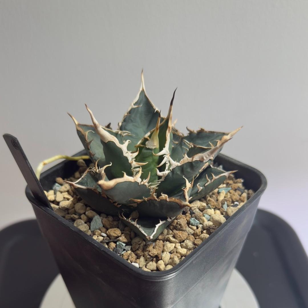 5-15cm Agave titanota “Aquaman”