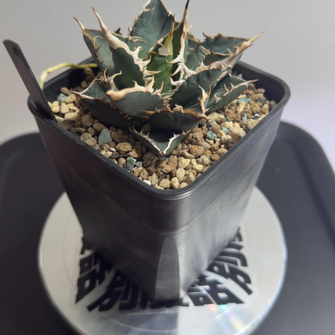 5-15cm Agave titanota “Aquaman”