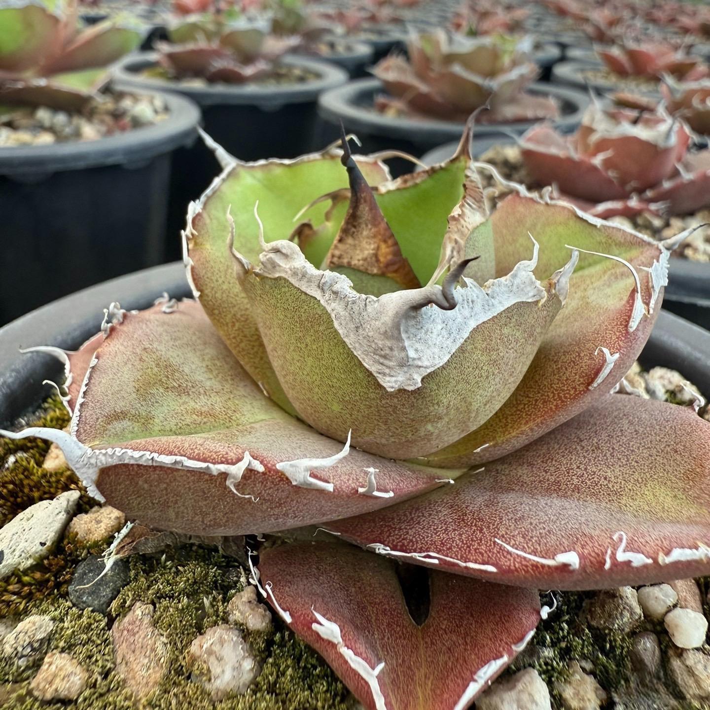 8-10cm Agave Titanota Black Panther （ subadult）