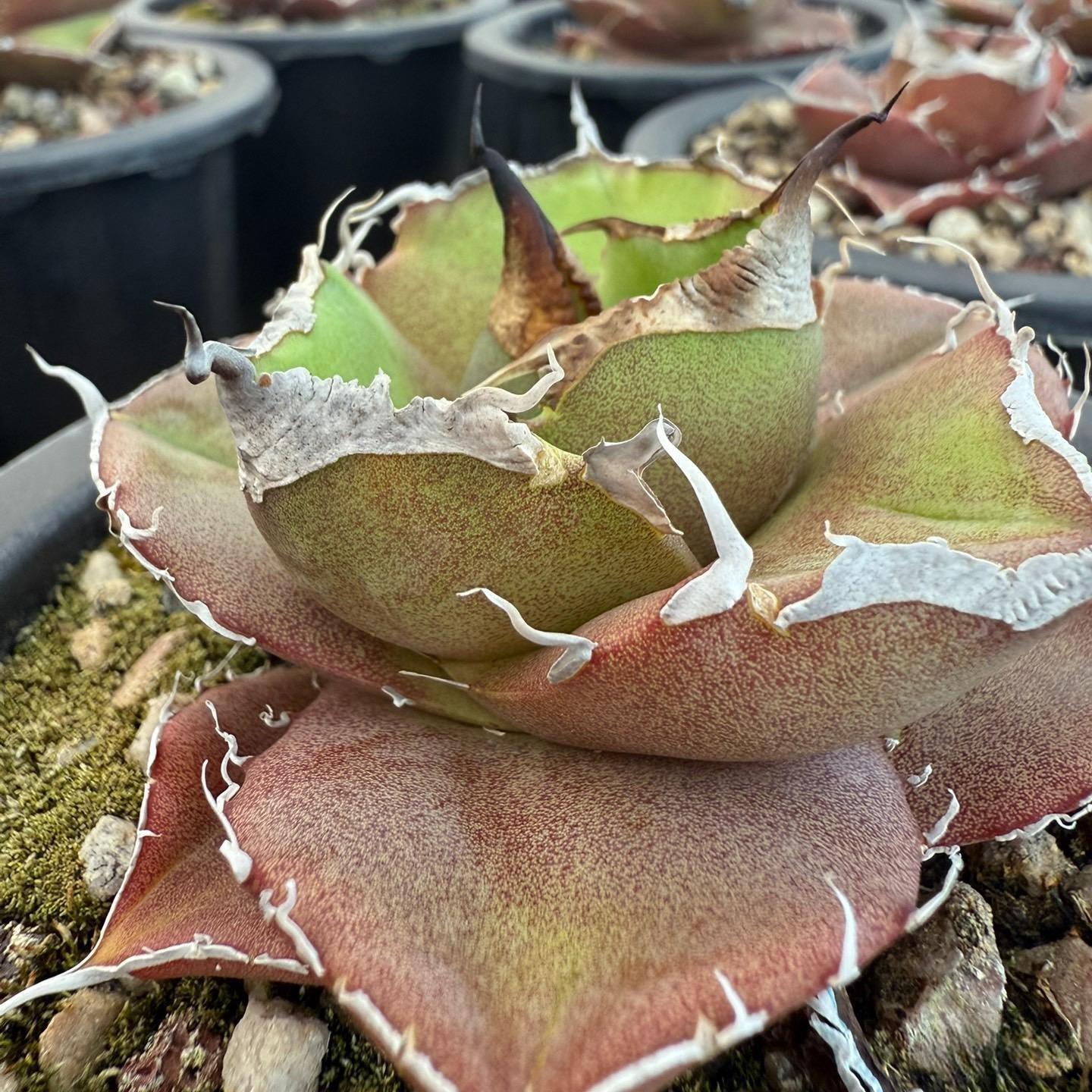 8-10cm Agave Titanota Black Panther （ subadult）