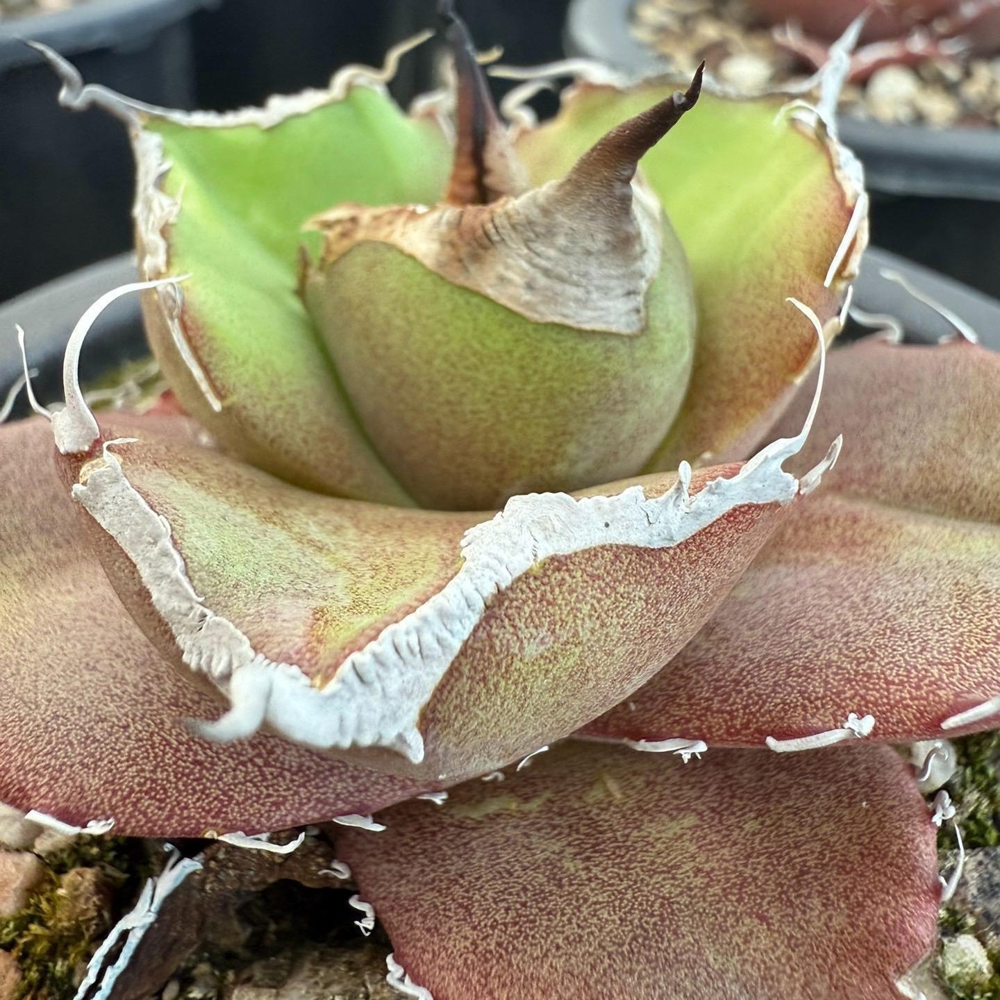 8-10cm Agave Titanota Black Panther （ subadult）