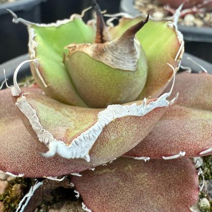 8-10cm Agave Titanota Black Panther （ subadult）