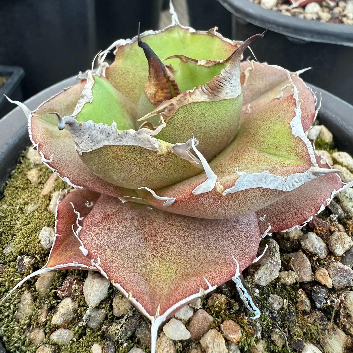 8-10cm Agave Titanota Black Panther （ subadult）