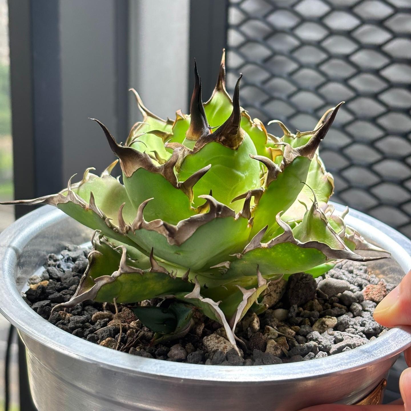 4-15cm Agave titanota 'Hades'