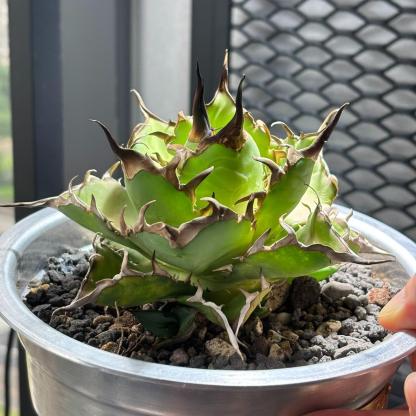 4-15cm Agave titanota 'Hades'