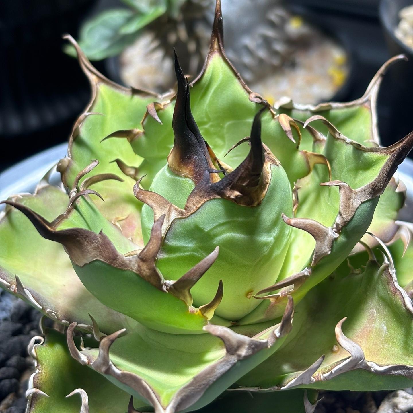 4-15cm Agave titanota 'Hades'