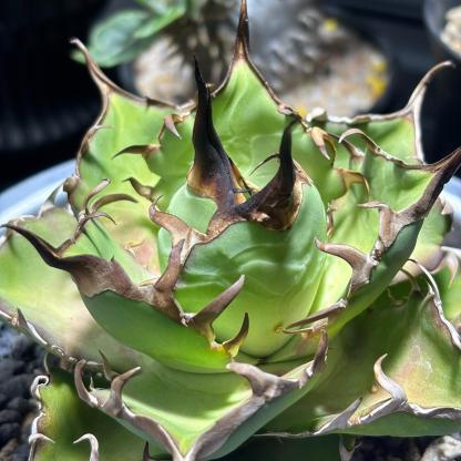 4-15cm Agave titanota 'Hades'