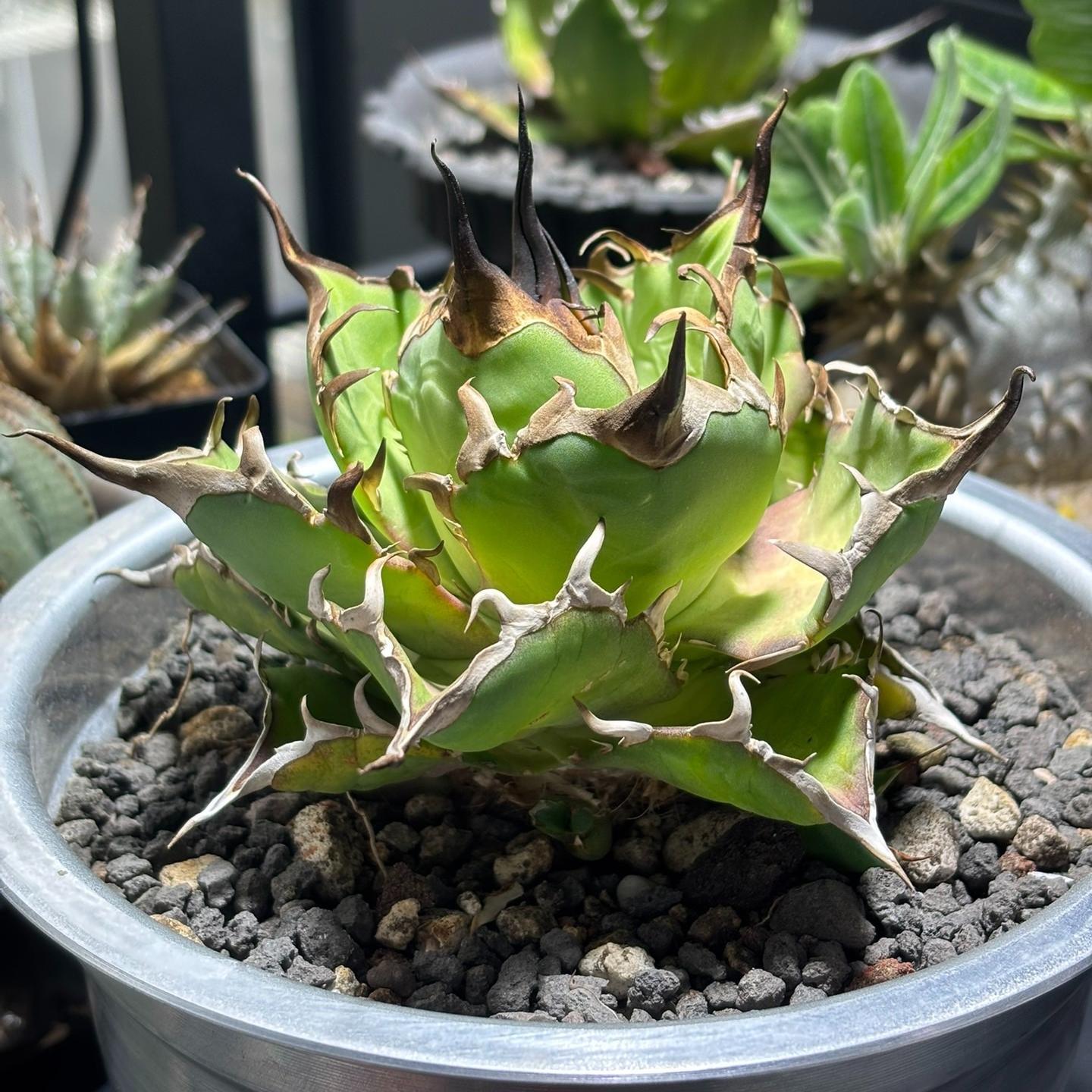 4-15cm Agave titanota 'Hades'