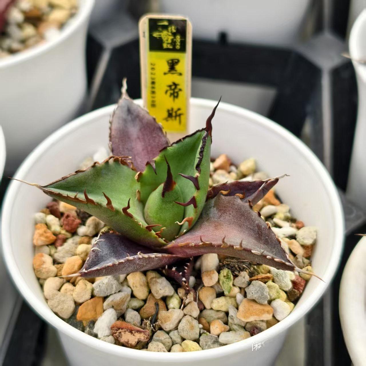 4-6cm Agave titanota 'Hades'（tissue culture）