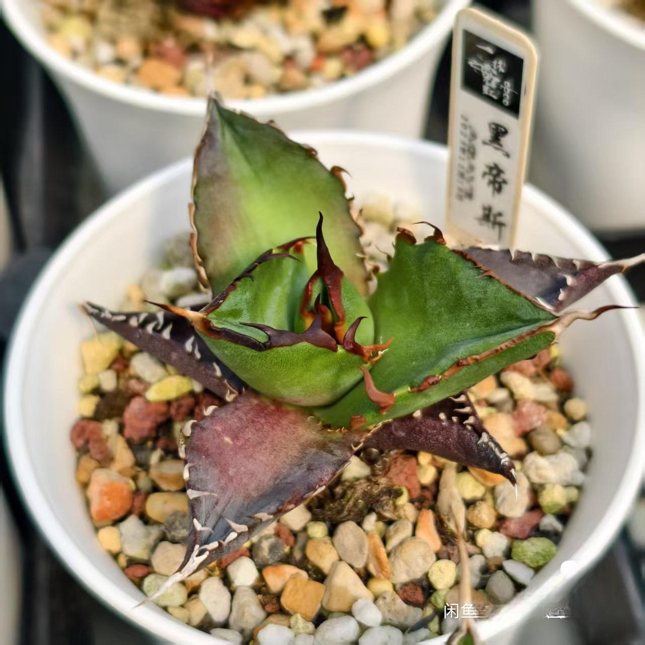 4-6cm Agave titanota 'Hades'（tissue culture）