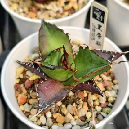 4-6cm Agave titanota 'Hades'（tissue culture）