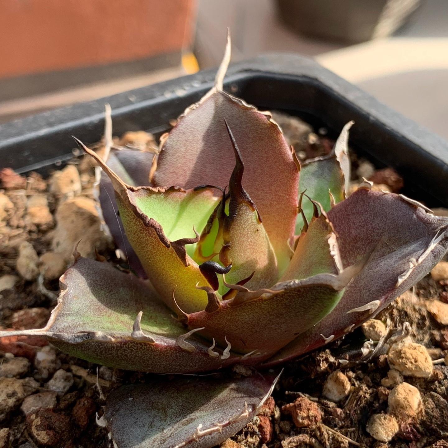 4-6cm Agave titanota 'Hades'（tissue culture）