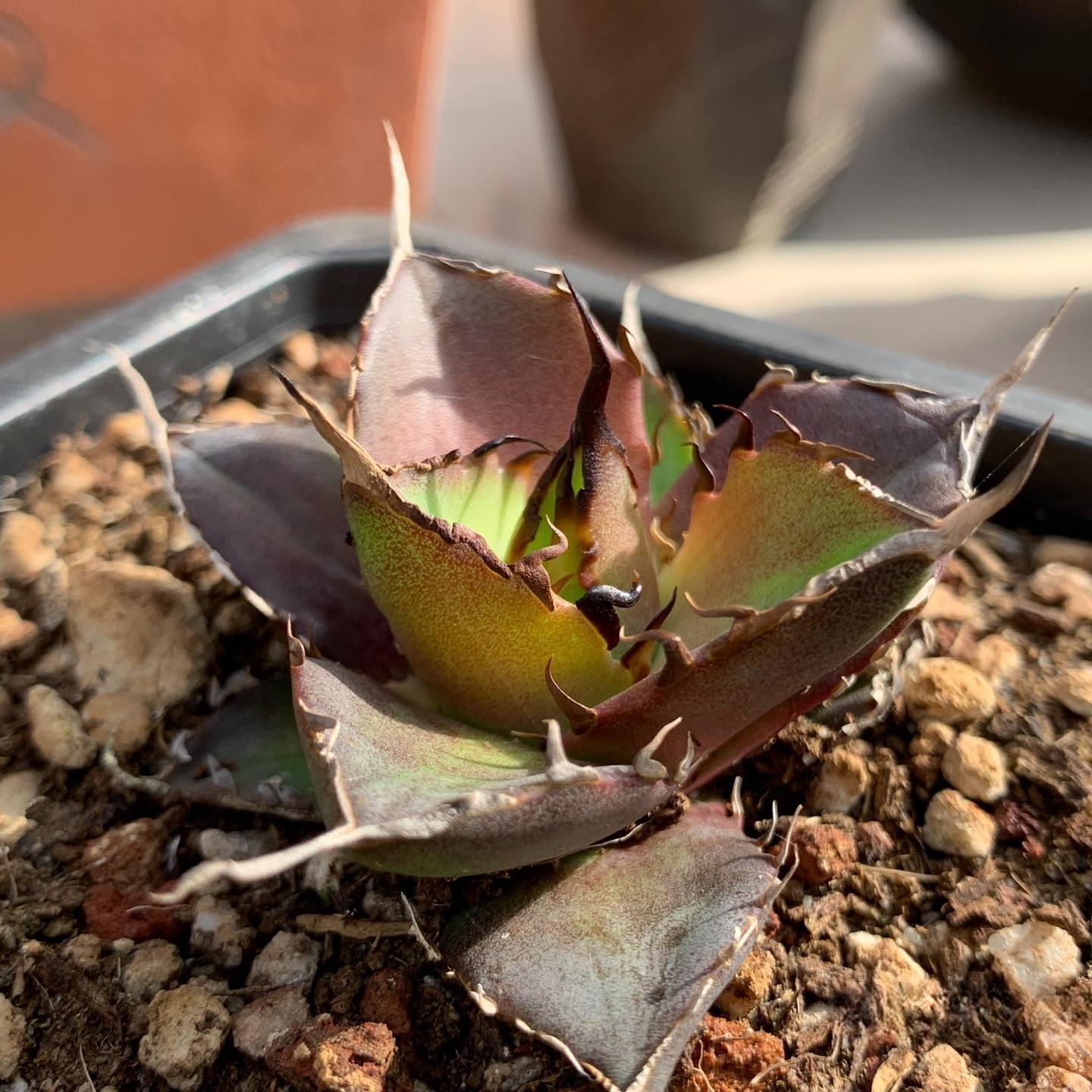 4-6cm Agave titanota 'Hades'（tissue culture）