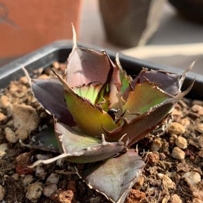 4-6cm Agave titanota 'Hades'（tissue culture）