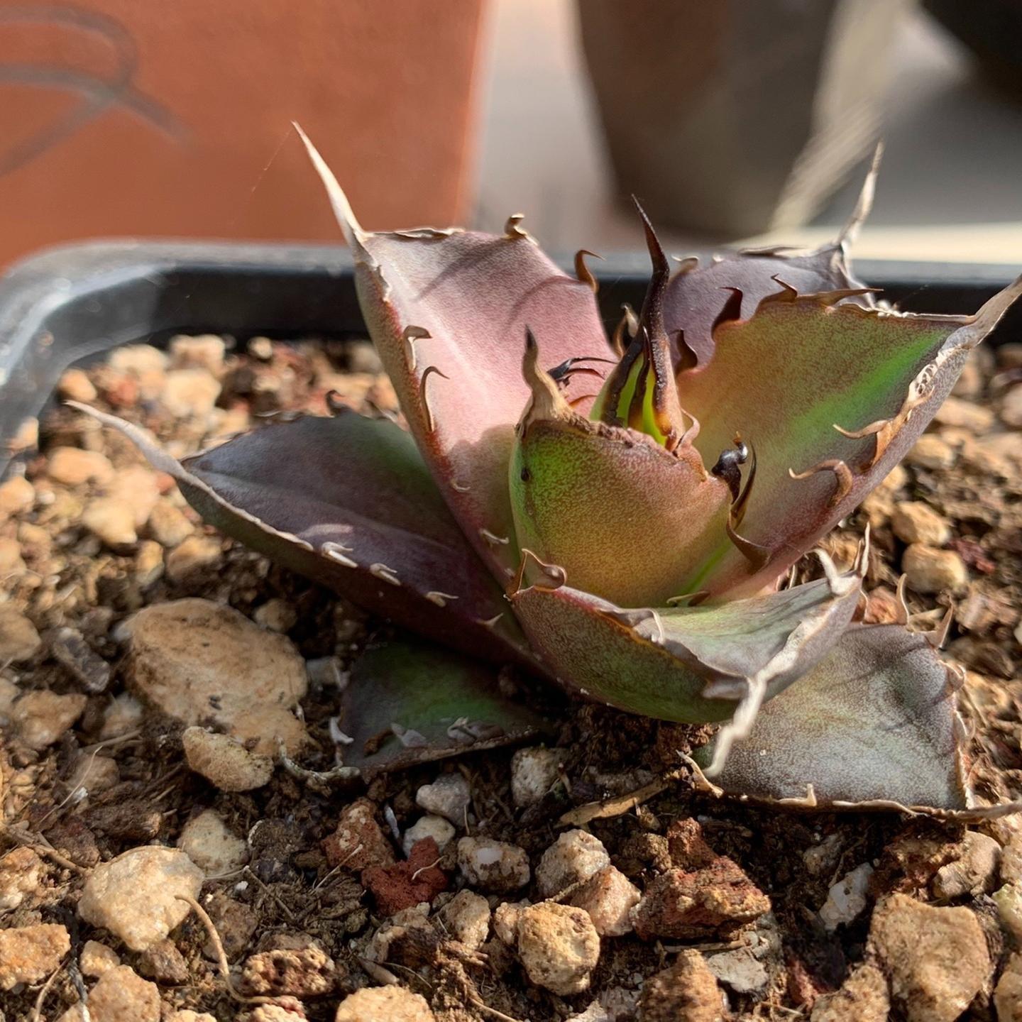 4-6cm Agave titanota 'Hades'（tissue culture）