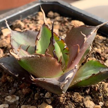 4-6cm Agave titanota 'Hades'（tissue culture）