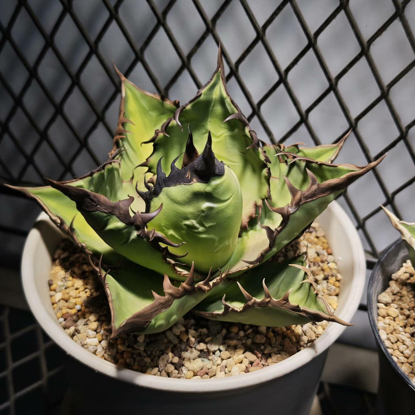 5-15cm gave oteroi 'Black Flame'