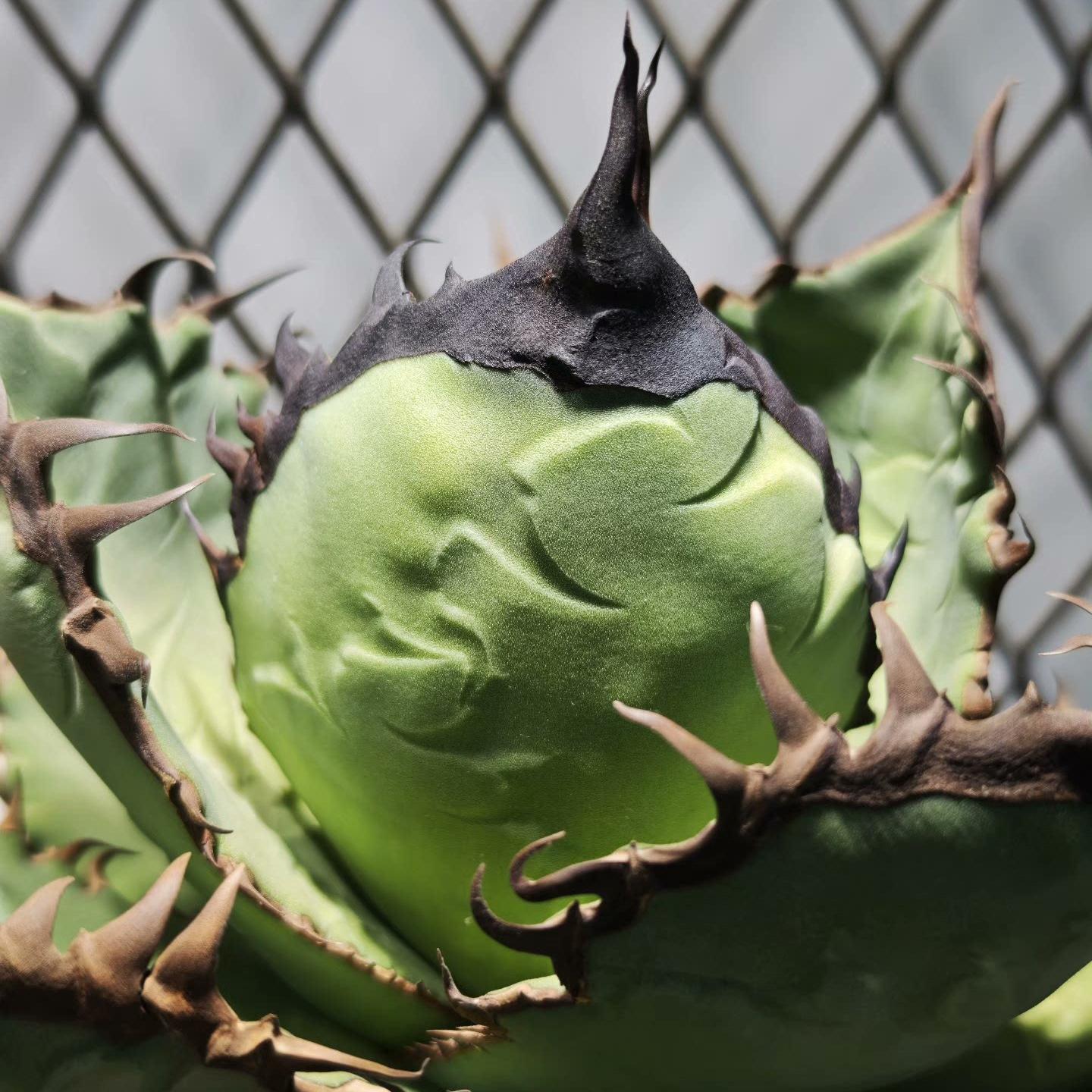 5-15cm gave oteroi 'Black Flame'