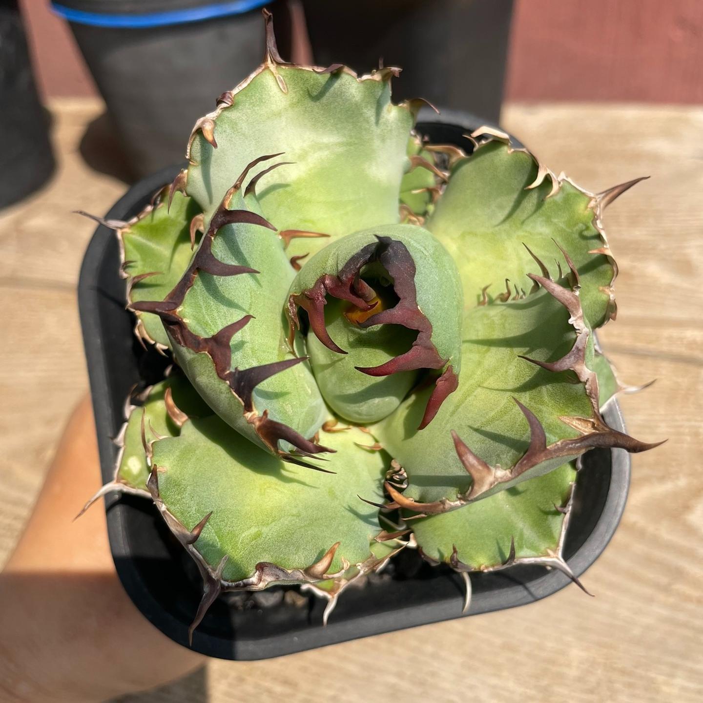 4-12cm Agave oteroi black whale