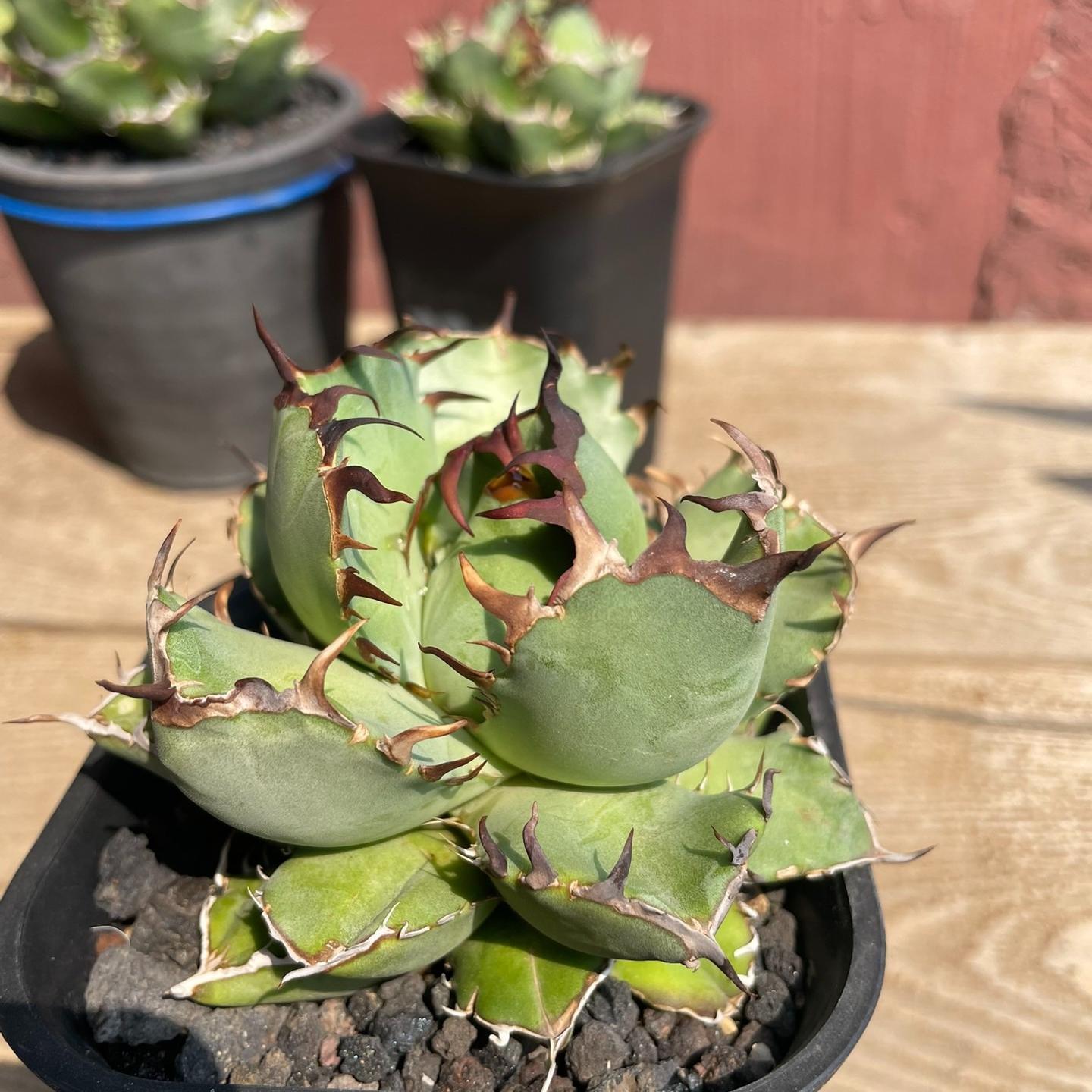 4-12cm Agave oteroi black whale