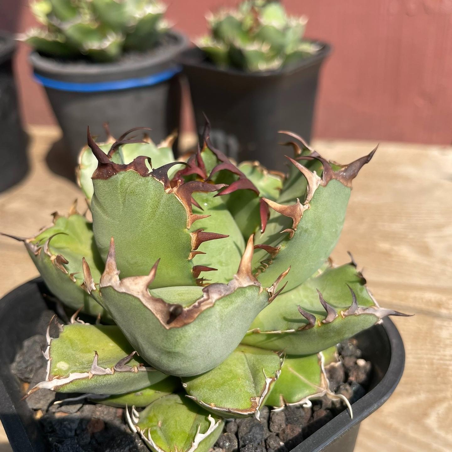 4-12cm Agave oteroi black whale