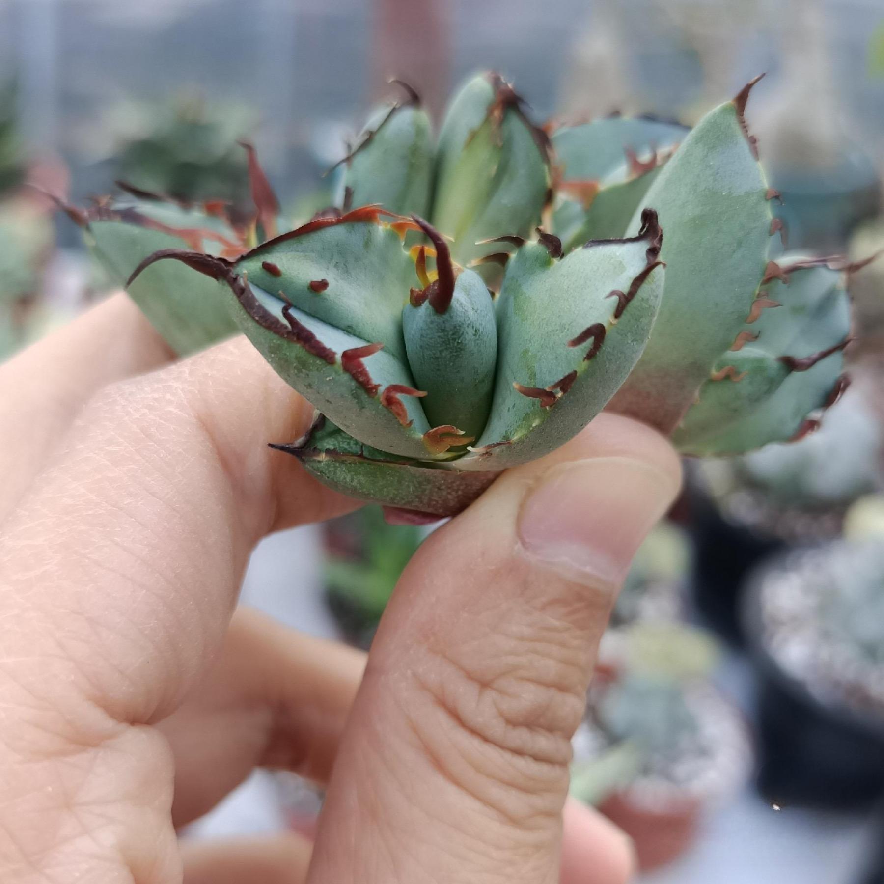 2-7cm Agave oteroi black whale（tissue culture）