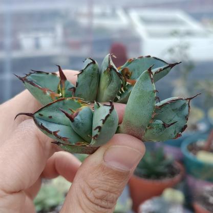 2-7cm Agave oteroi black whale（tissue culture）