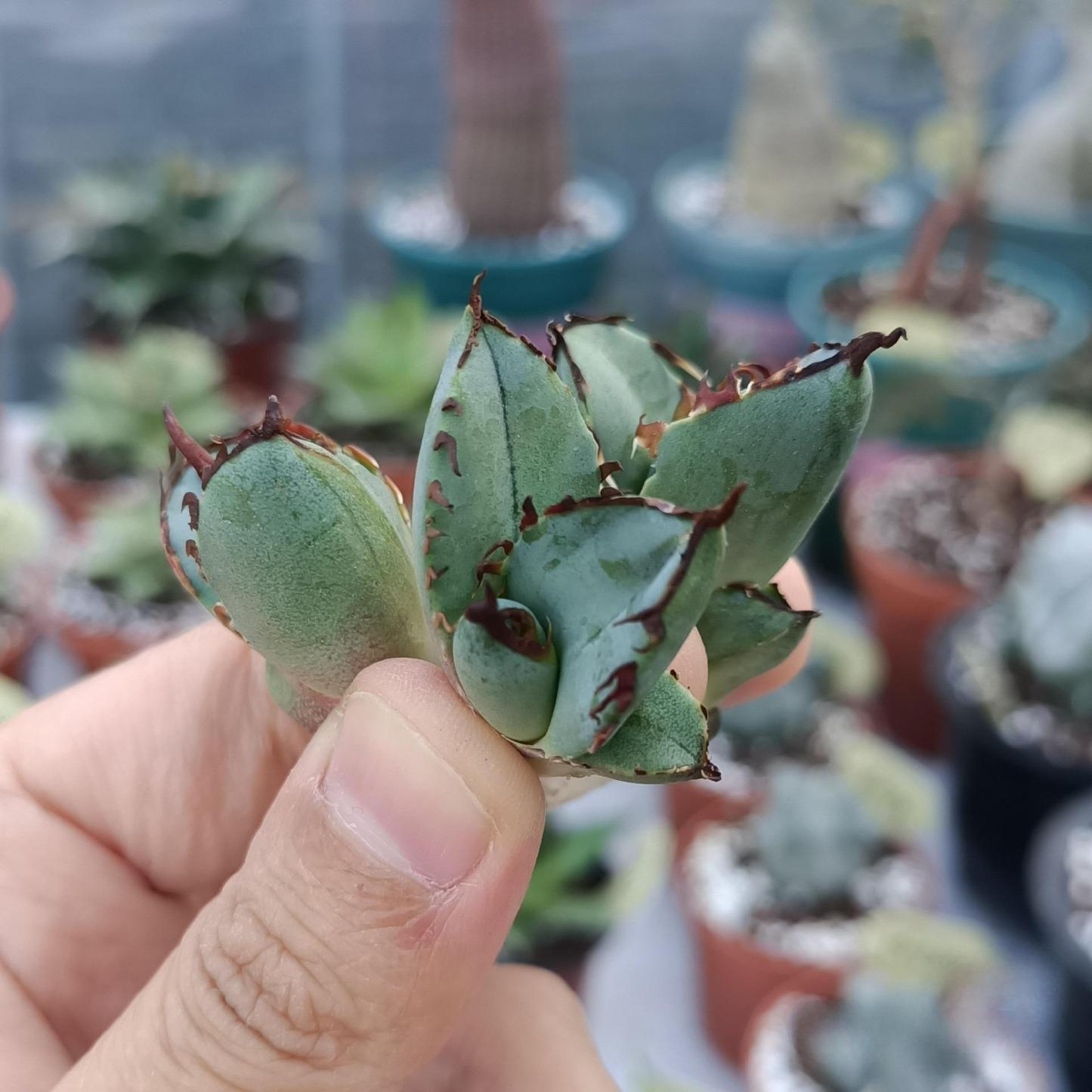 2-7cm Agave oteroi black whale（tissue culture）