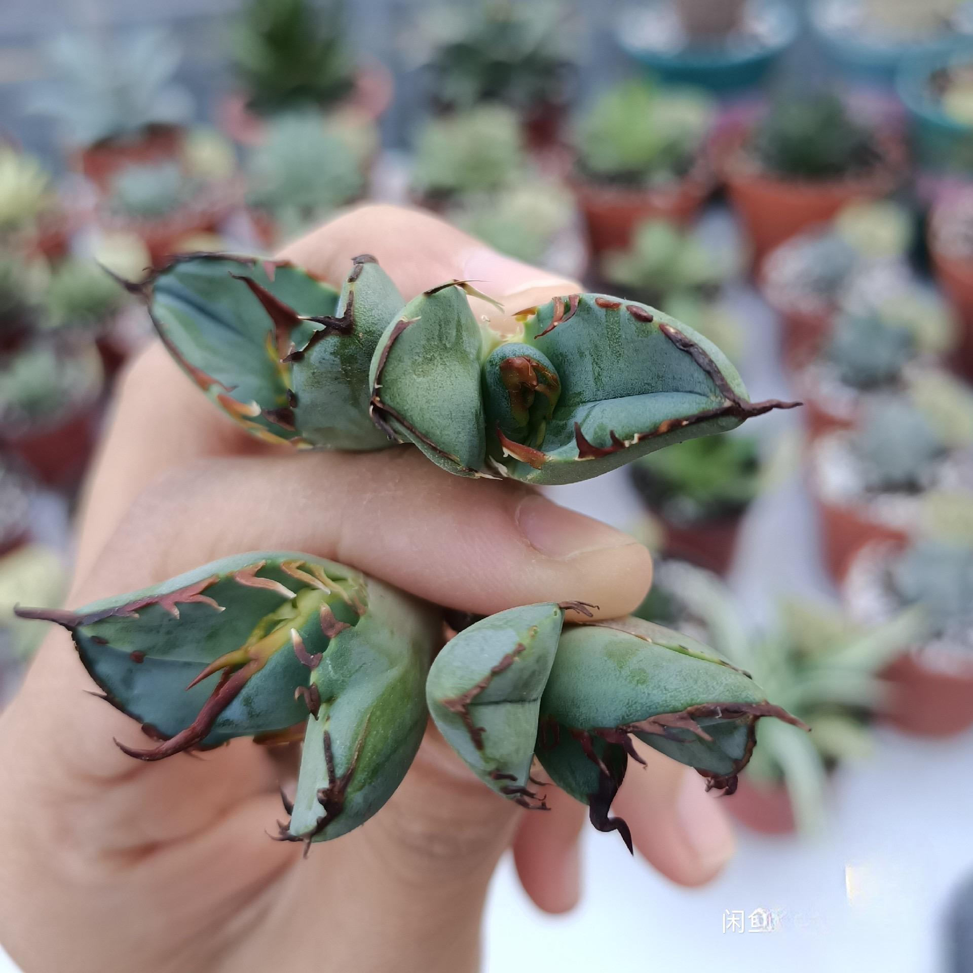 2-7cm Agave oteroi black whale（tissue culture）