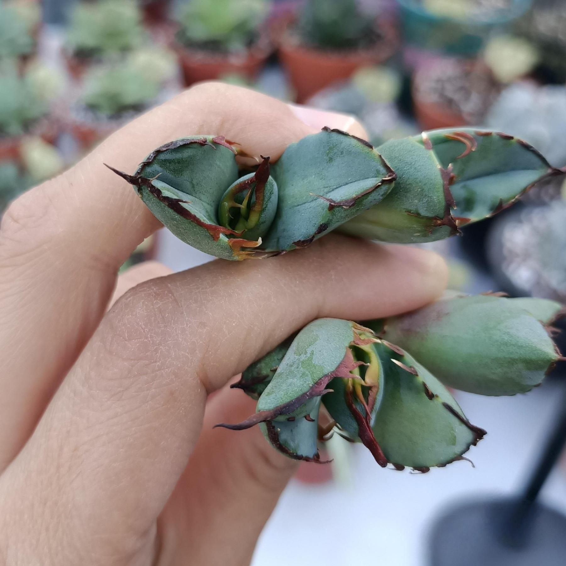 2-7cm Agave oteroi black whale（tissue culture）