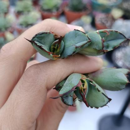 2-7cm Agave oteroi black whale（tissue culture）
