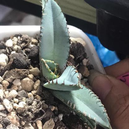 2-7cm Agave oteroi black whale（tissue culture）