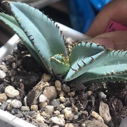 2-7cm Agave oteroi black whale（tissue culture）