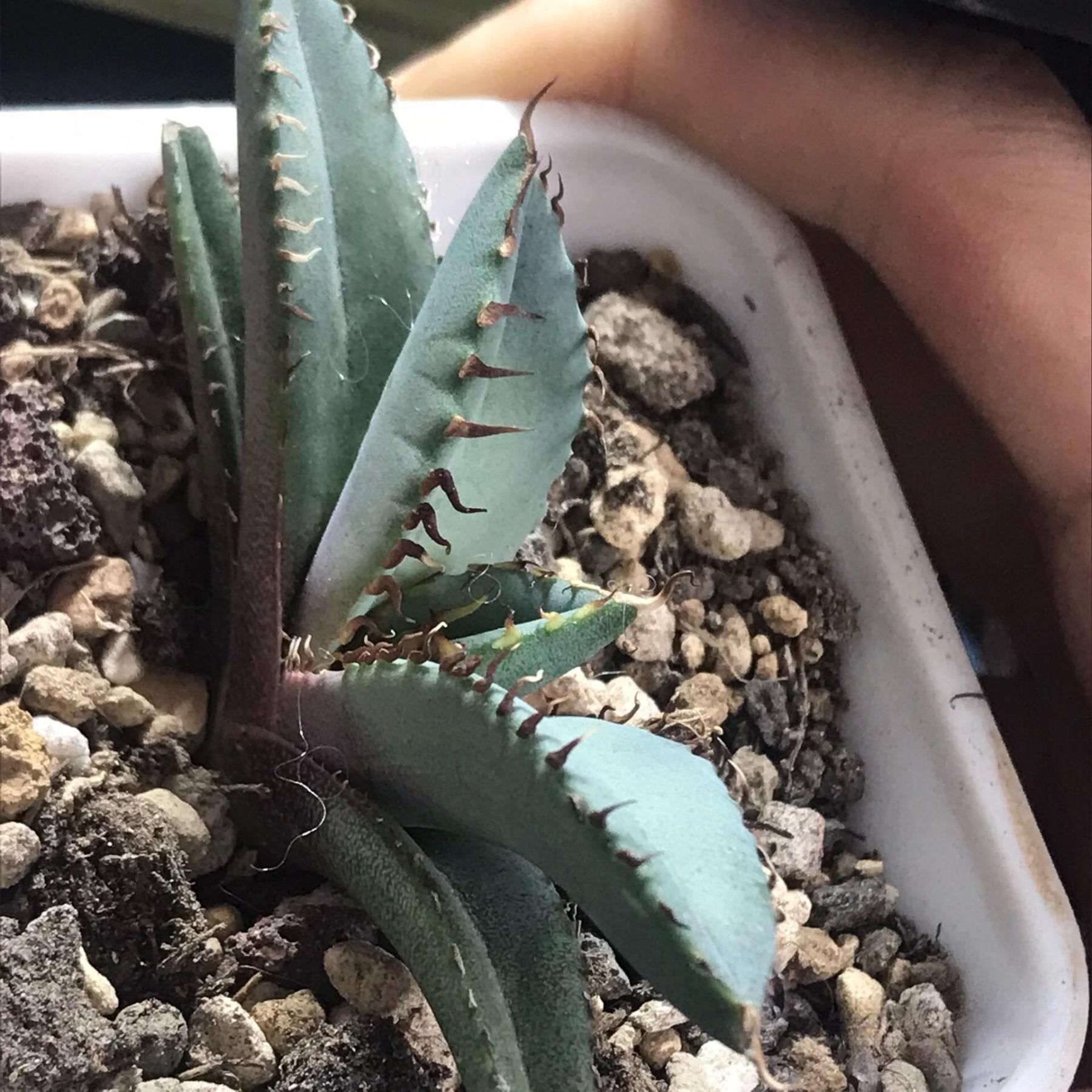 4-12cm Agave oteroi black whale