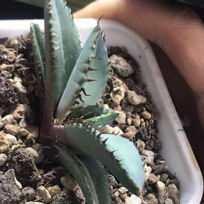 4-12cm Agave oteroi black whale