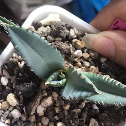 4-12cm Agave oteroi black whale